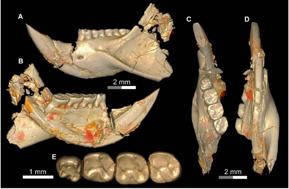 A New Discovery of Mansoura University Vertebrate Paleontology Center: “Qatranimys Safroutus”, 
