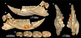 A New Discovery of Mansoura University Vertebrate Paleontology Center: “Qatranimys Safroutus”, A New Rodent that lived in Egypt about 34 Million Years Ago.